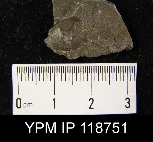 Anoplotheca hemispherica