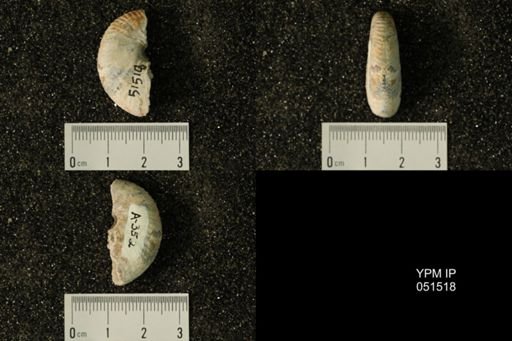 Hoploscaphites nicolletii