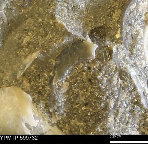 Protocardia subquadrata