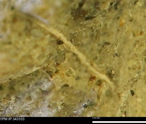 undet. Scaphitidae