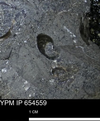 Mollusca