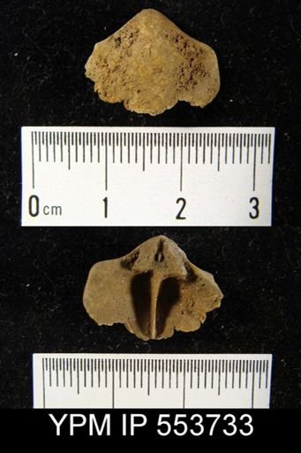 Meristella sp.