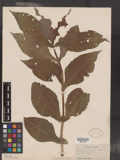Triosteum aurantiacum