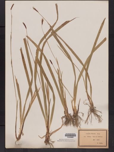 Carex