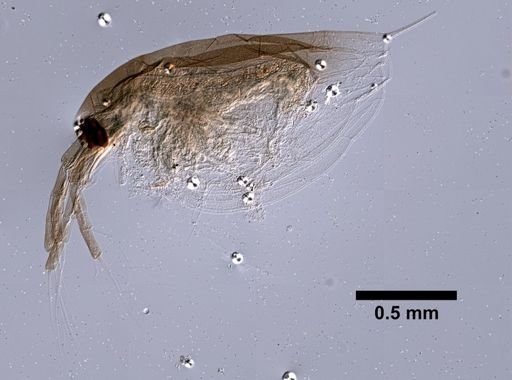 Daphniopsis chilensis