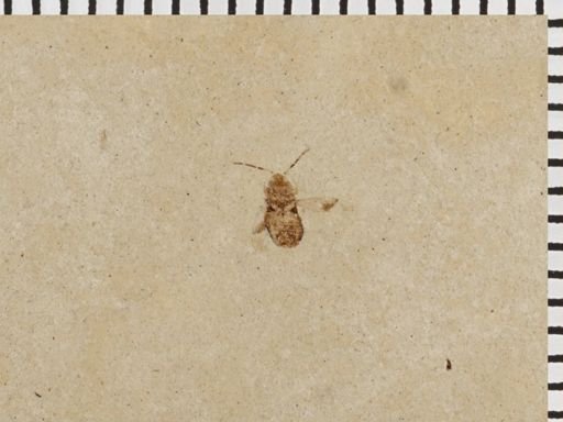 undet. Heteroptera