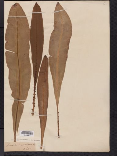 Elaphoglossum