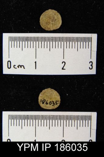Rhipidomella carbonaria