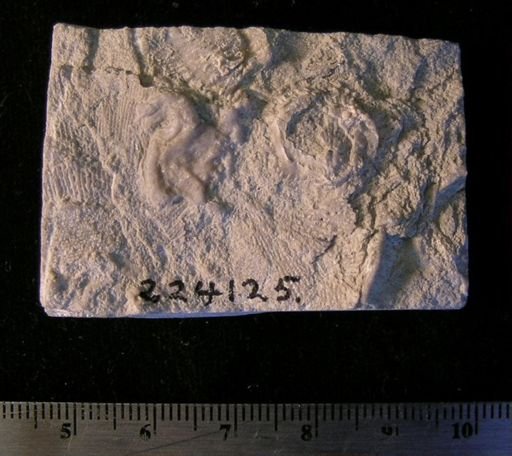 undet. Ophiuridae