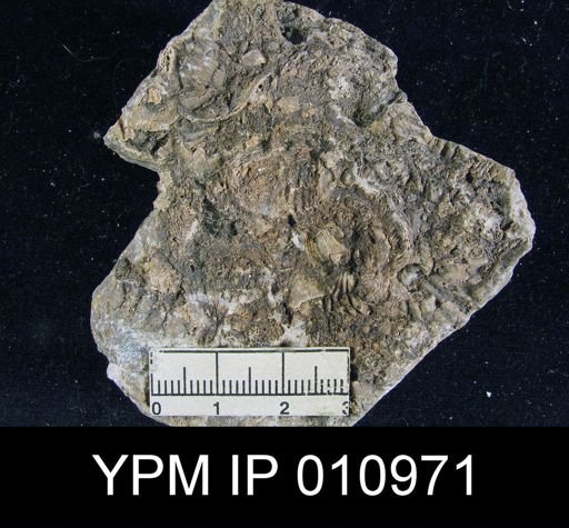 Meekella difficilis