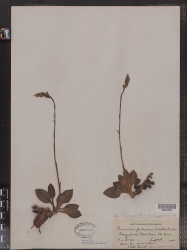 Epipactis pubescens