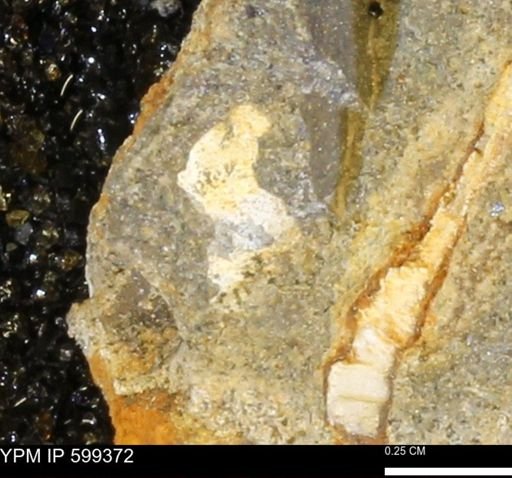 Protocardia subquadrata