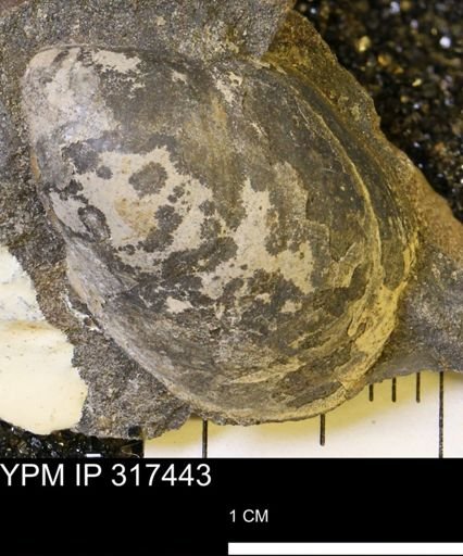Crenella sp.