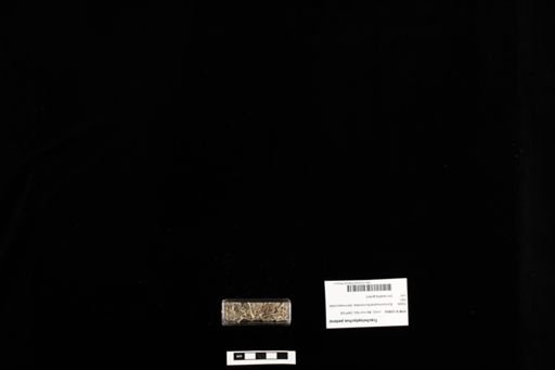 Tracheloptychus petersi