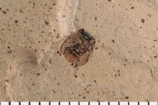 Coleoptera