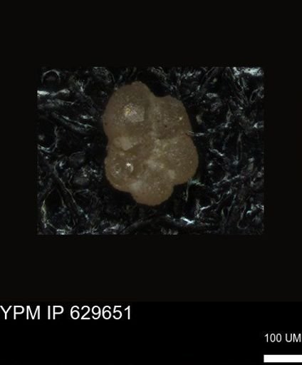 undet. Foraminiferida