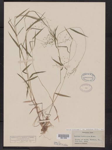 Panicum dichotomum