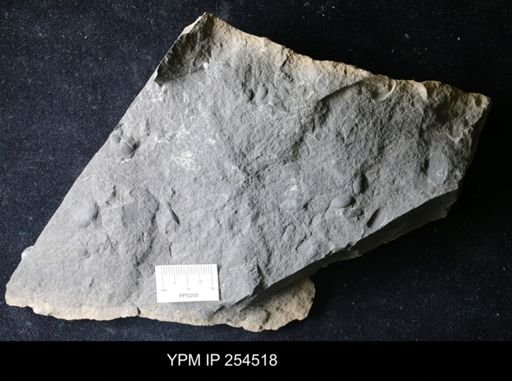 Ostracoda