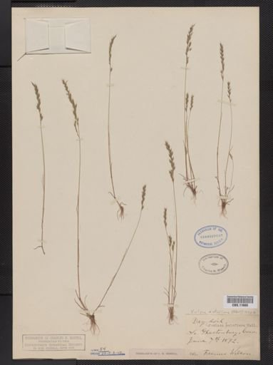 Vulpia octoflora