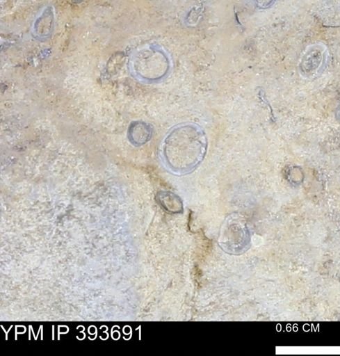 undet. Serpulidae