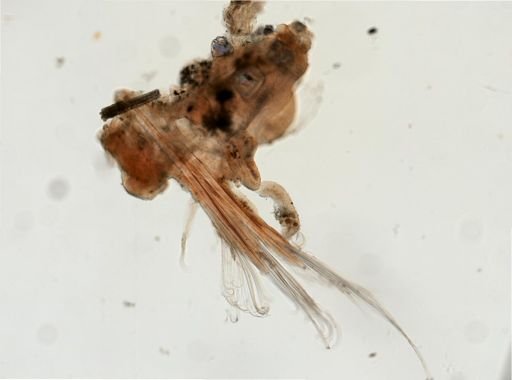 Sthenelais gracilis