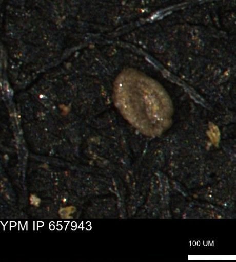 Spirolocammina subcircularis