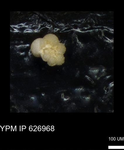 Rugoglobigerina sp.