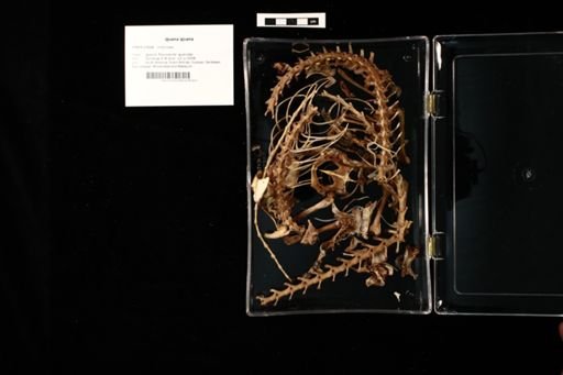 Iguana iguana