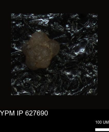 undet. Foraminiferida