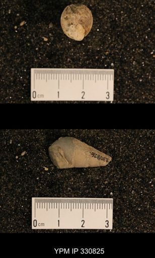 Meekospira peracuta choctawensis