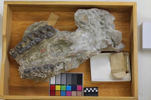 Brontotherium?