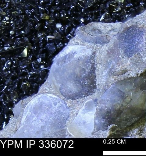Protocardia subquadrata