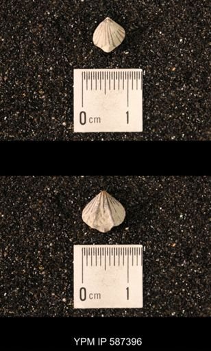 Camarotoechia whitei