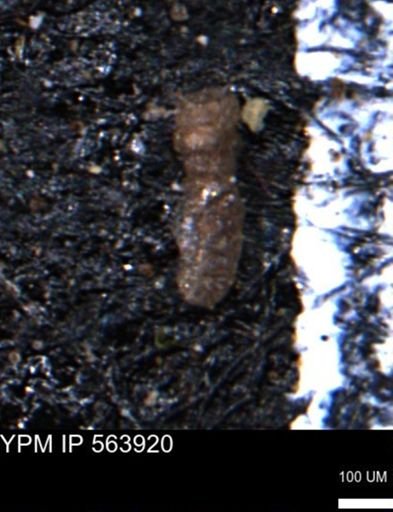 Ammobaculites euides