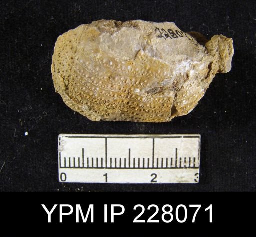 Echinoconchus moorei