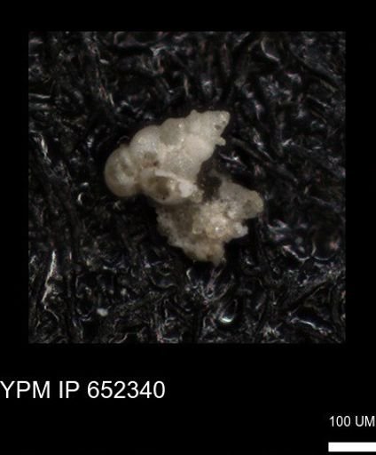 undet. Heterohelicidae