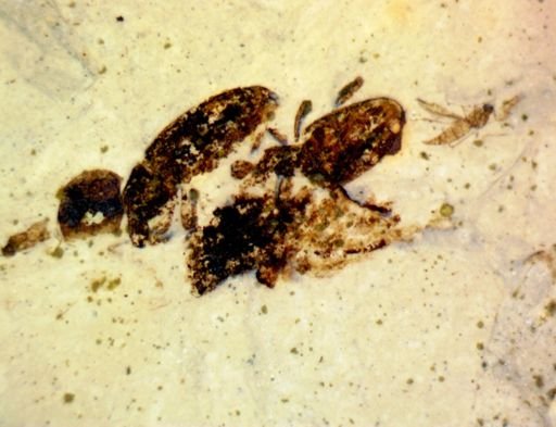undet. Coleoptera