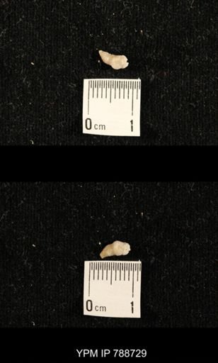 taxon undetermined