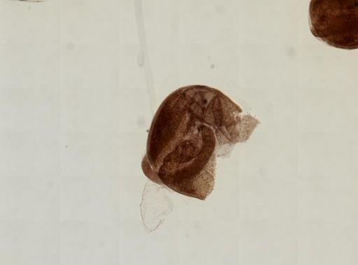 Ecteinascidia turbinata