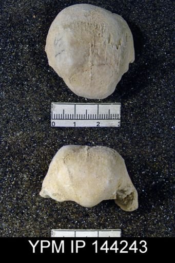 Productus (Linoproductus) lineatus