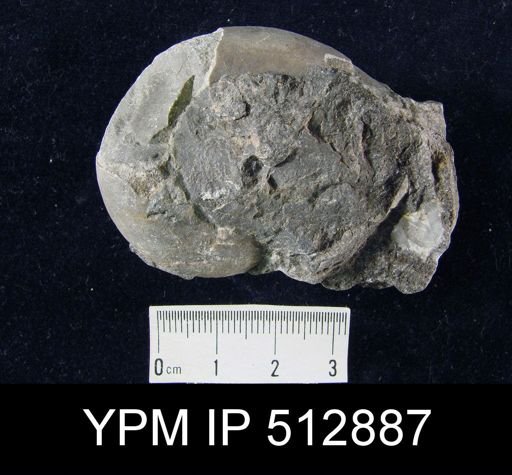 Vestinautilus