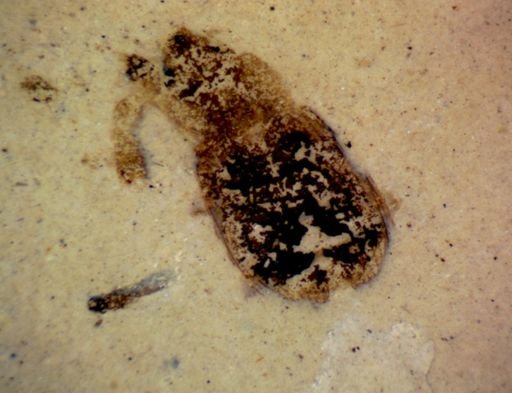 undet. Coleoptera