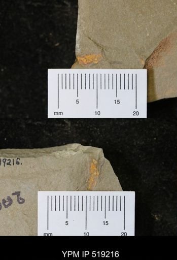 Ichnofossil
