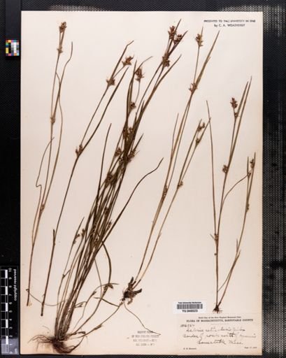 Scleria reticularis