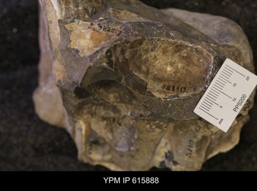Inoceramus sp.