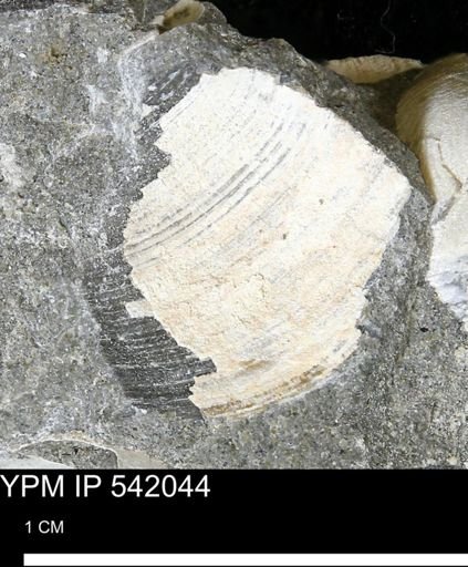 Protocardia subquadrata