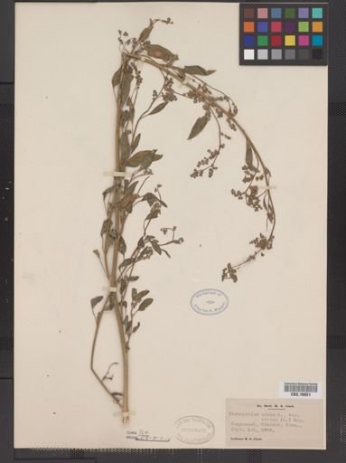 Chenopodium album