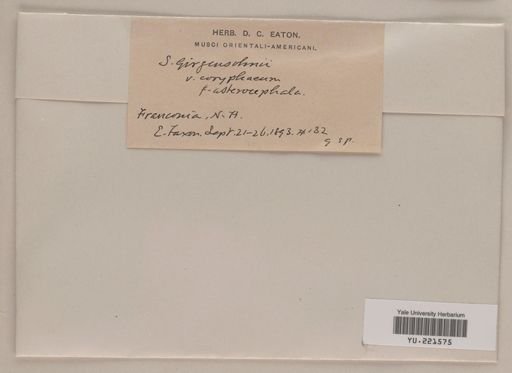 Sphagnum girgensohnii
