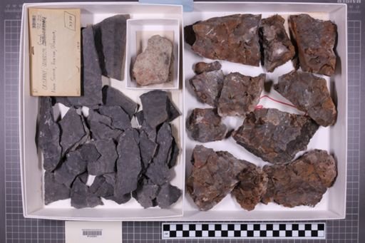 mixed taxa, stratigraphic collection