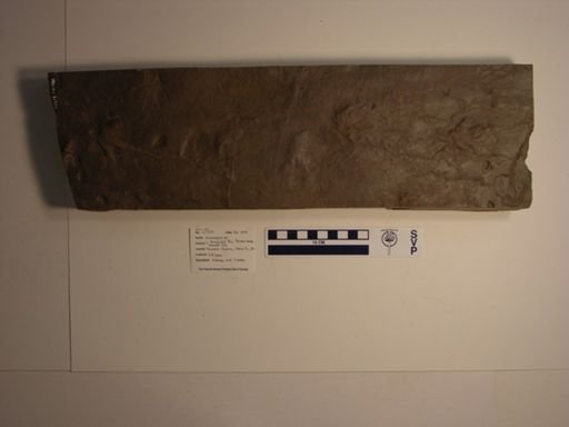 Anomoepus sp.